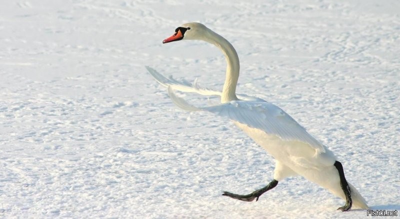 Солянка от 16.11.2022