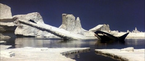 Банда злых косаток затопила яхту