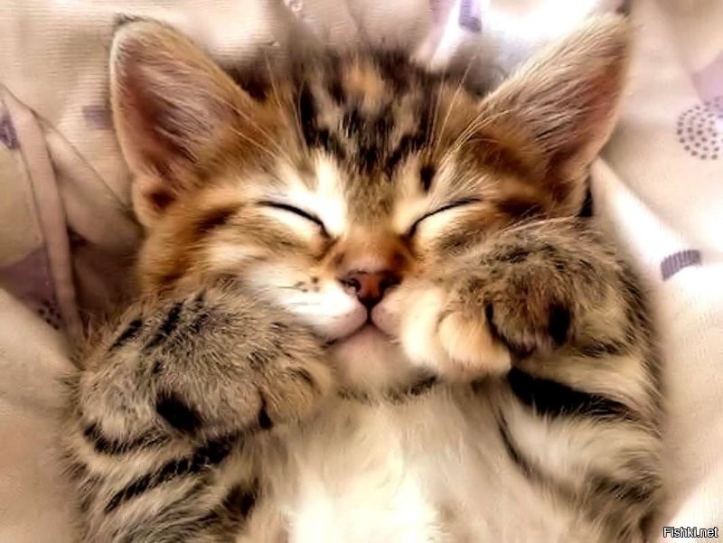 Солянка от 16.11.2022