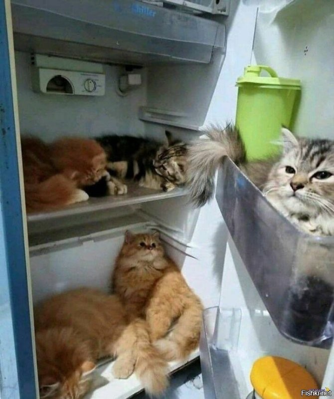 Солянка от 16.11.2022