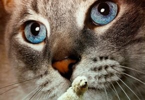 Когда коты были большими