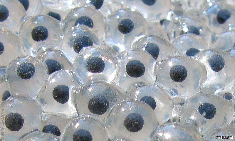 ухты.... икра цветов?