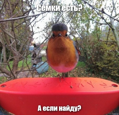 Солянка от 16.11.2022