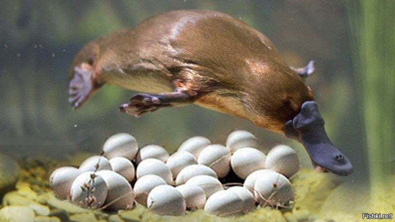 Утконос - млекопитающее, откладывающее яйца!