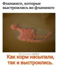 15 фото, на которых идеально всё, что аж не верится