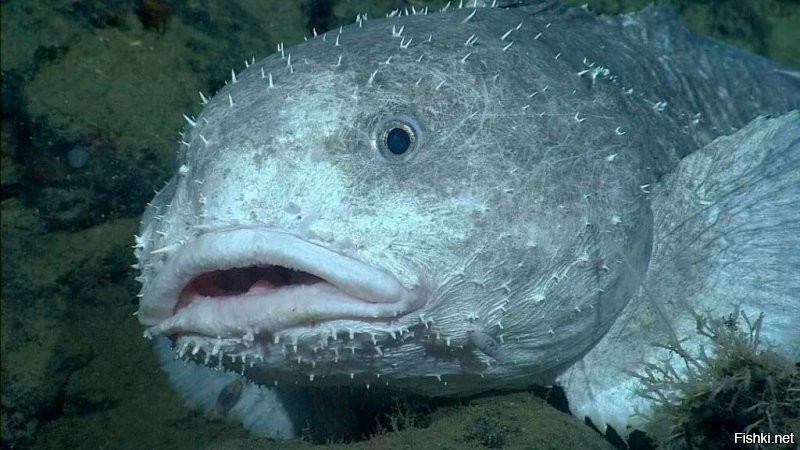 Вот так рыба -капля выглядит в привычной среде обитания. На дне. На глубинах 1000 метров.