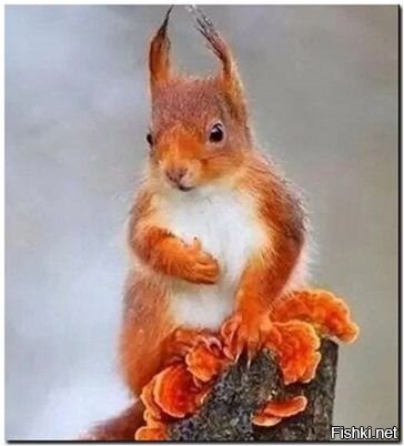 Солянка от 16.11.2022