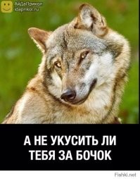 30 фото собак-волков, которые стали верными любимцами