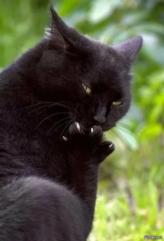 Солянка от 17.11.2022