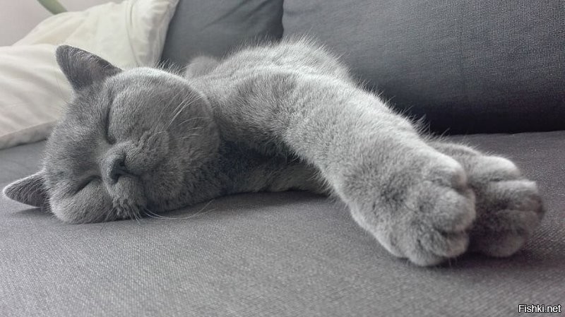 Солянка от 17.11.2022