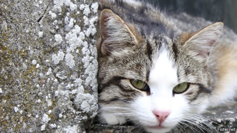 Я нашел !!! .....