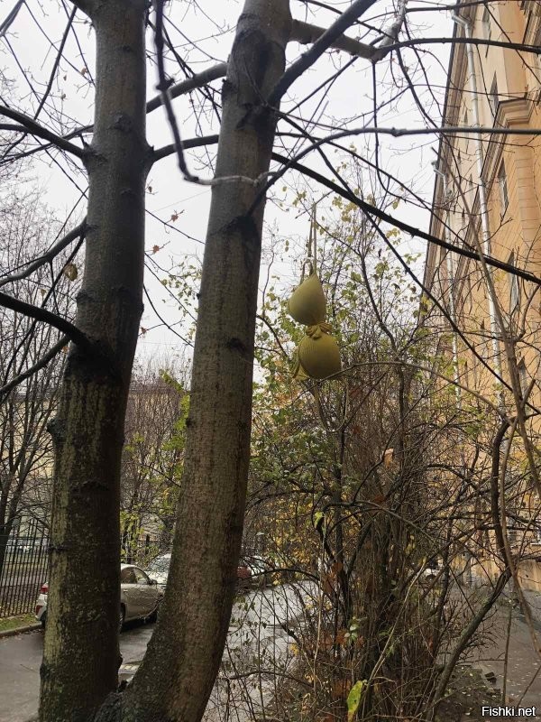 Ветер дул в сторону СПб.