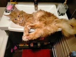 Да нормально они едят, че вы. Вон мой засранец, кунья морда, пачку влажного корма в день, половину утром и половину вечером, ну а сухой всегда насыпан. Пьет только вот из под крана и спать любит в раковинах. Вообще любит воду, там где влажно и холод. Валяется возле балконной двери, чтоб ему жопу продувало маленько.