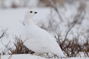 Белая куропатка.Только не до конца окрас в зиму поменяла ещё