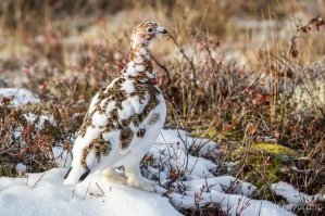Белая куропатка.Только не до конца окрас в зиму поменяла ещё