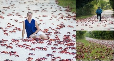 Йожика картинки. Выпуск 242