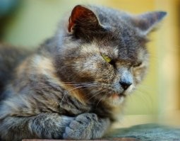 Йожика картинки. Выпуск 242