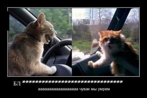 Йожика картинки. Выпуск 242