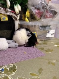 год пацану. в основном дети с ним время проводят, но меня как старшую признает, и с их рук и плеч при моем приближении обязательно перелезет, прямо рвется. говорят, что крысы не издают звуков для коммуникации, между собой на ультразвуке и писк только в чрезвычайных ситуациях. наш бандит периодически "гулит" (что-то среднее между похрюкиванием и голубиным воркованием), а чаще челюстью "шуршит", или вообще вибрирует, словно беззвучно мурлыкает - так он только у меня на руках делает, когда после работы беру поздороваться. ну и метки - это святое. крыс после разлуки пометить должен, выразить свое расположение. когда моложе был, мог несколько раз подряд сделать, теперь реже.