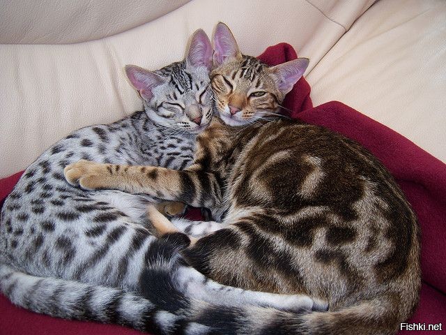 Солянка от 18.11.2022