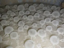 "Очаровательный мир плесневелой браги"
Не совсем плесень. Бактерии бреттономайсес и лактобактерии в производстве бельгийских кислых элей создают такую плёнку с пузырьками. Считается, что если ваш лямбик выглядит именно так, то всё идёт по плану.