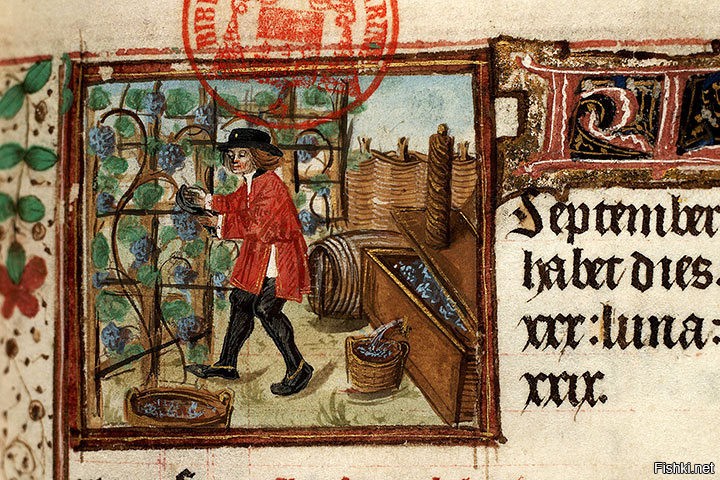 Вино из-под пресса уступает полученному из прямо процеженного сока: последнее и крепче, и приятнее на вкус, чем первое, которое слабее и кислее, хотя в нём и больше экстрактивных и ароматических веществ.
Есть качество и цена вина, а не Ваши исторические справки, виноград можно и с гребней не снимать...
Декреты Карла Великого в области виноделия требовали обеспечить надлежащий уровень гигиены. В одном даже предписывалось, что виноград можно отжимать только под прессом, а не давить босыми ногами.