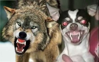 С той породой, которая не успела убежать (и не факт, что не успел убежать волк)