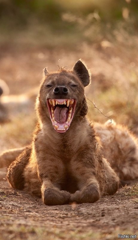 за дровами...