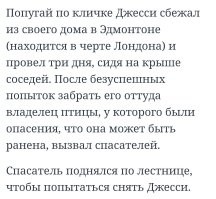 Йожика картинки. Выпуск 242