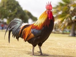 Хочешь сказать, что вот ниже на фото птичке сидят??? Таки они стоят... Ну, а если ты считаешь, что страусы там на фото сидят... я даже не знаю, к какому врачу тебе обратиться...