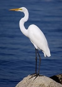 Хочешь сказать, что вот ниже на фото птичке сидят??? Таки они стоят... Ну, а если ты считаешь, что страусы там на фото сидят... я даже не знаю, к какому врачу тебе обратиться...