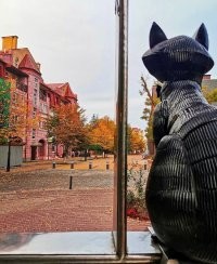 И наш кот в окне.)))