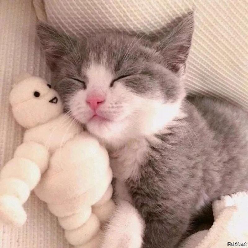 Солянка от 19.11.2022