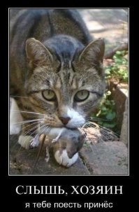 30 фото с домашними крысами, которые доказывают, что они - милейшие питомцы