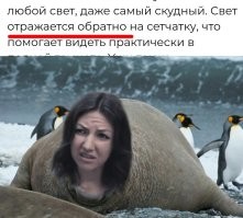 Большой гарем и хобот, который манит самок:10 интересных фактов про морских слонов