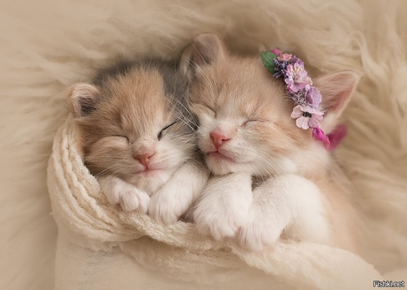 Правда мило?