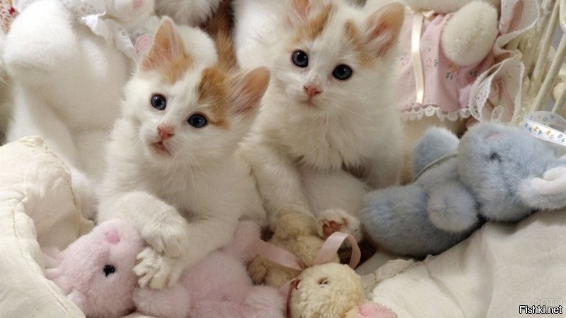 А у меня вот такая картинка есть!