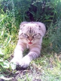 У моего коти ухи такие, не поиграть так(