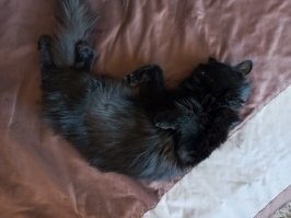 Всем спокойной ночи