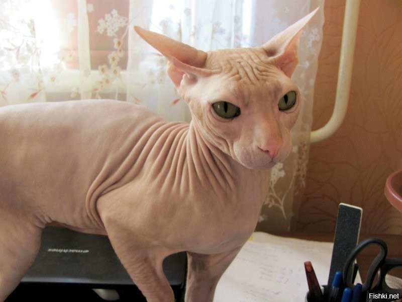 Семейные разборки)