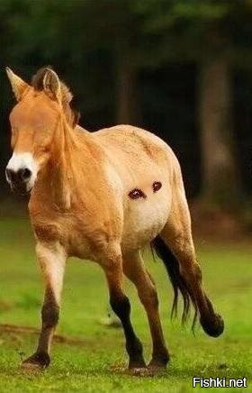 Ну сбоку тоже как то не очень...