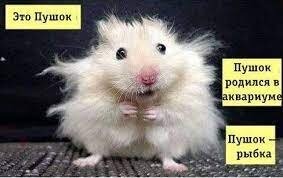 Пользователей сети удивили странные фанаты на ЧМ-2022 в Катаре