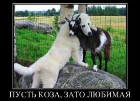 Йожика картинки. Выпуск 244