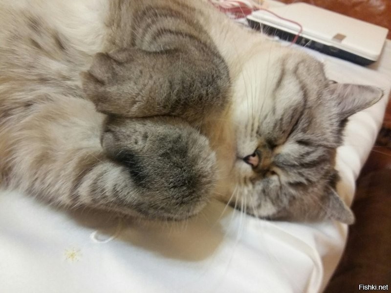 Солянка от 21.11.2022