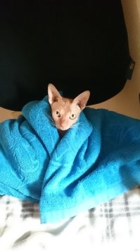 У меня ленивая жопка)