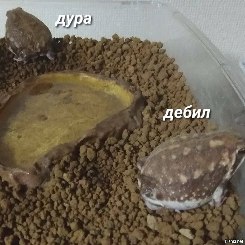 Солянка от 22.11.2022