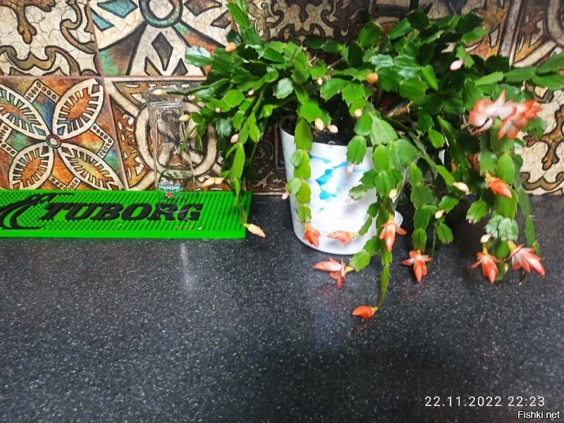 значит это была не моя фотка))))Пришлось снять цветок с пришпандоленного места и сфоткать в другом месте)))))