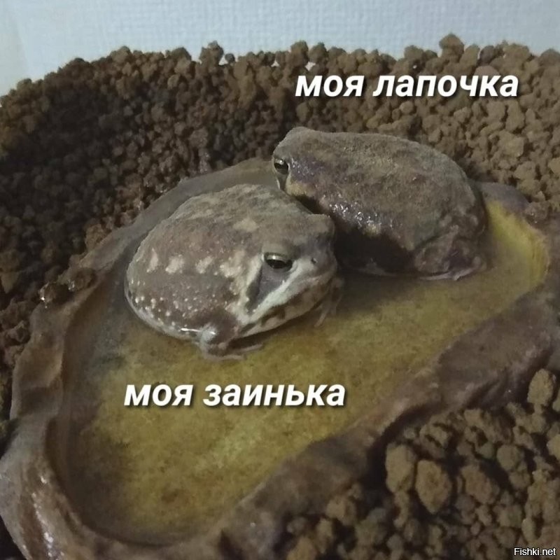 Солянка от 22.11.2022