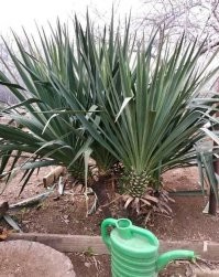 Что там есть?