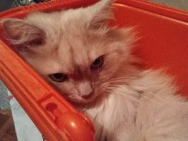 Мой любит ведро. Пришлось нам для мытья полов новое купить. Себе.